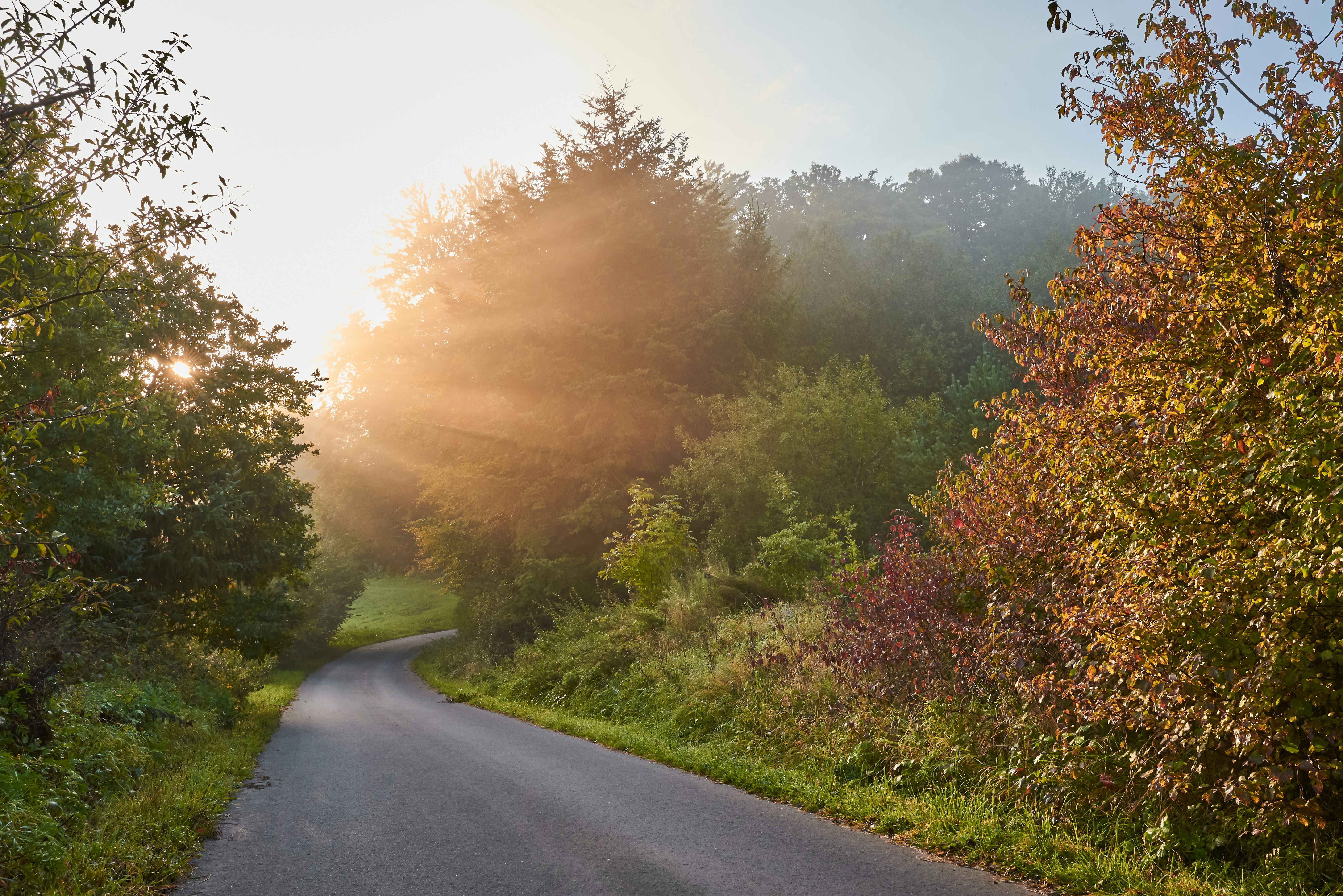 gray asphalt road between green trees during daytime