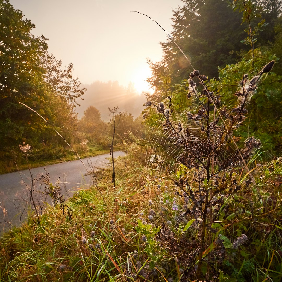 green grass and trees beside road during daytime