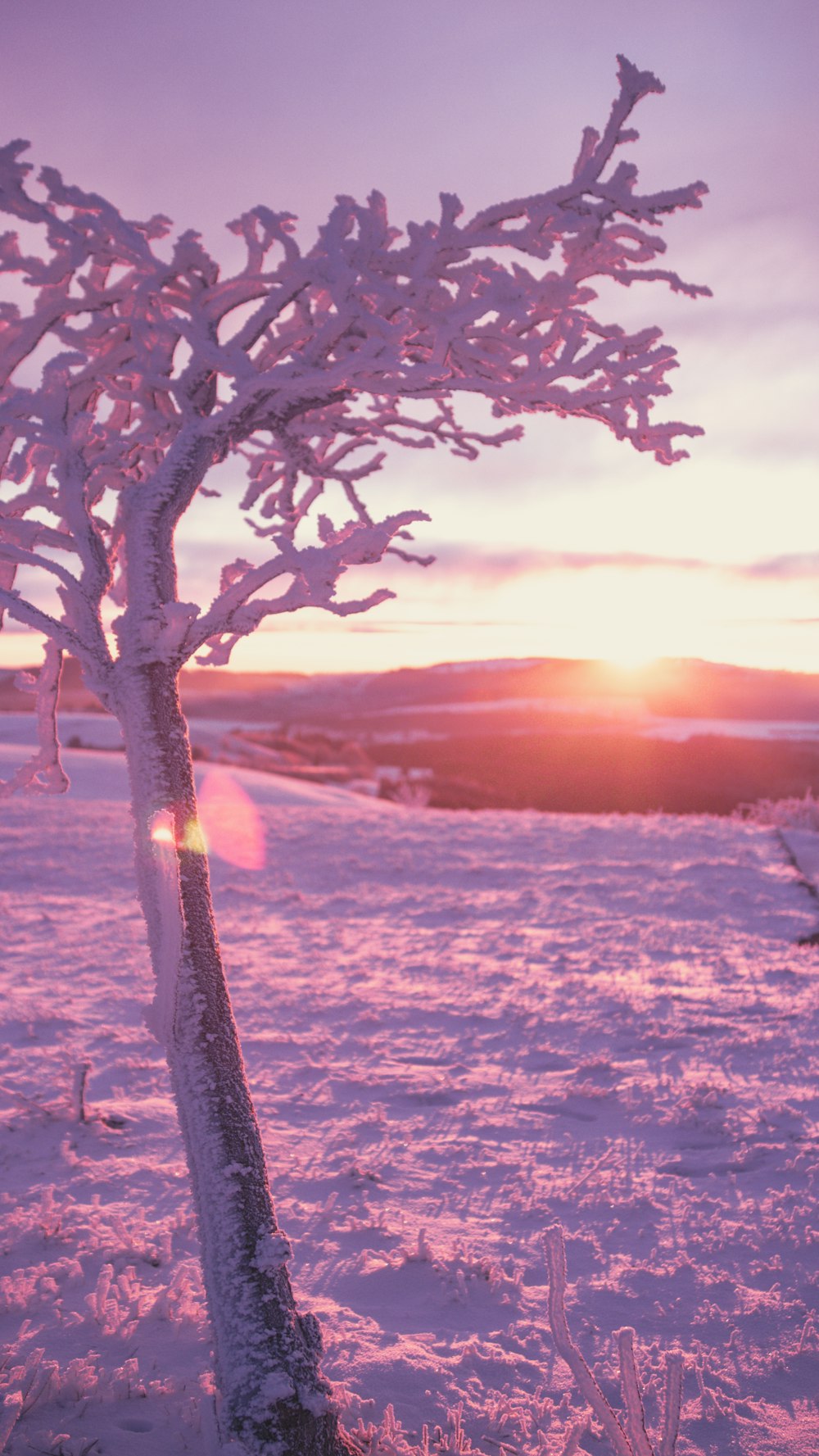 tree with green leaves during sunset