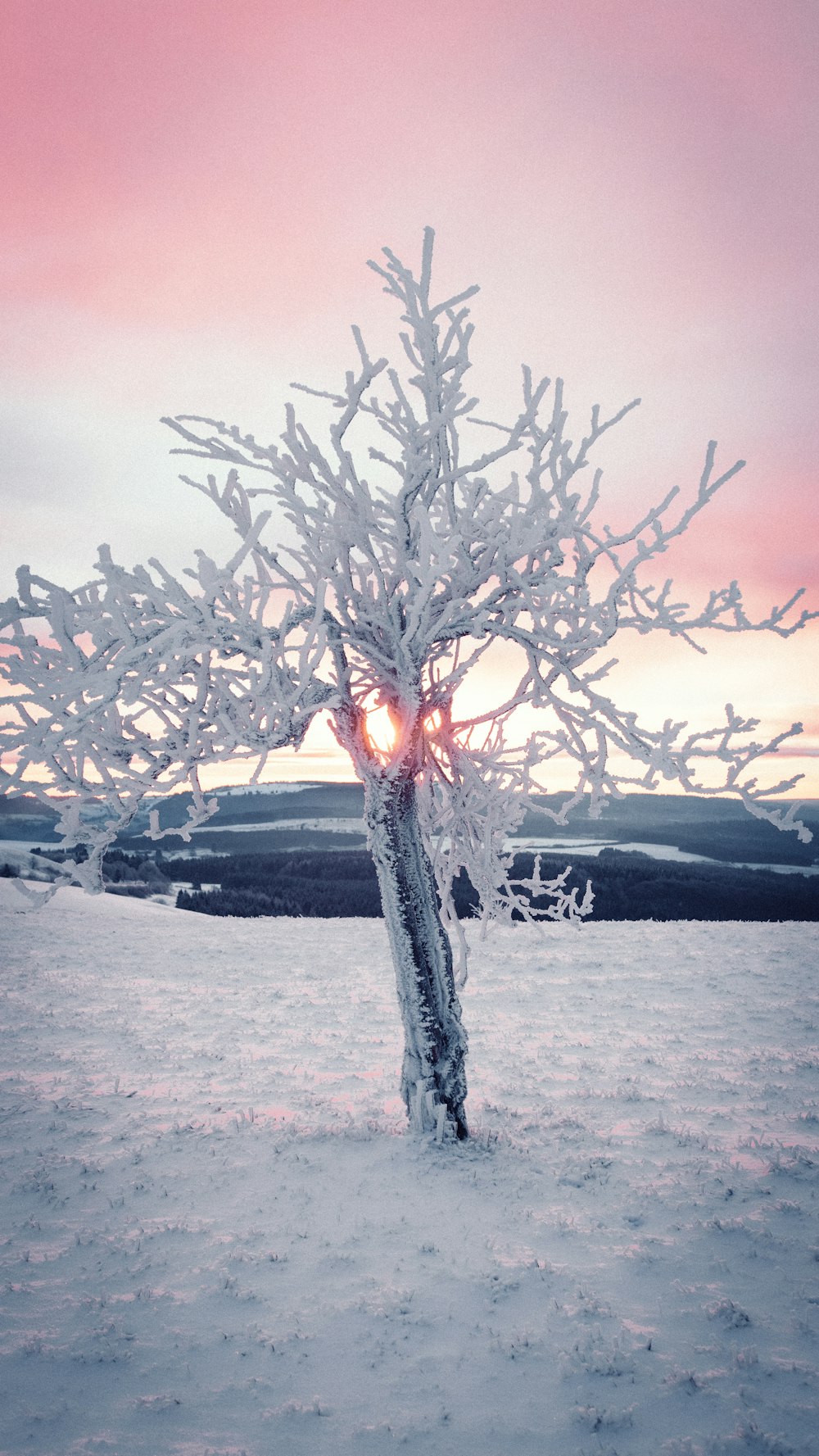 árvore coberta de neve durante o dia