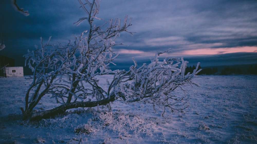 leafless tree on brown field under cloudy sky