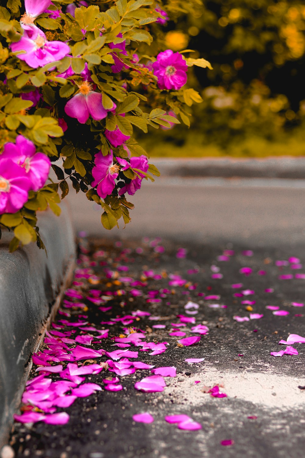 purple flowers on gray concrete road during daytime photo – Free Plant  Image on Unsplash
