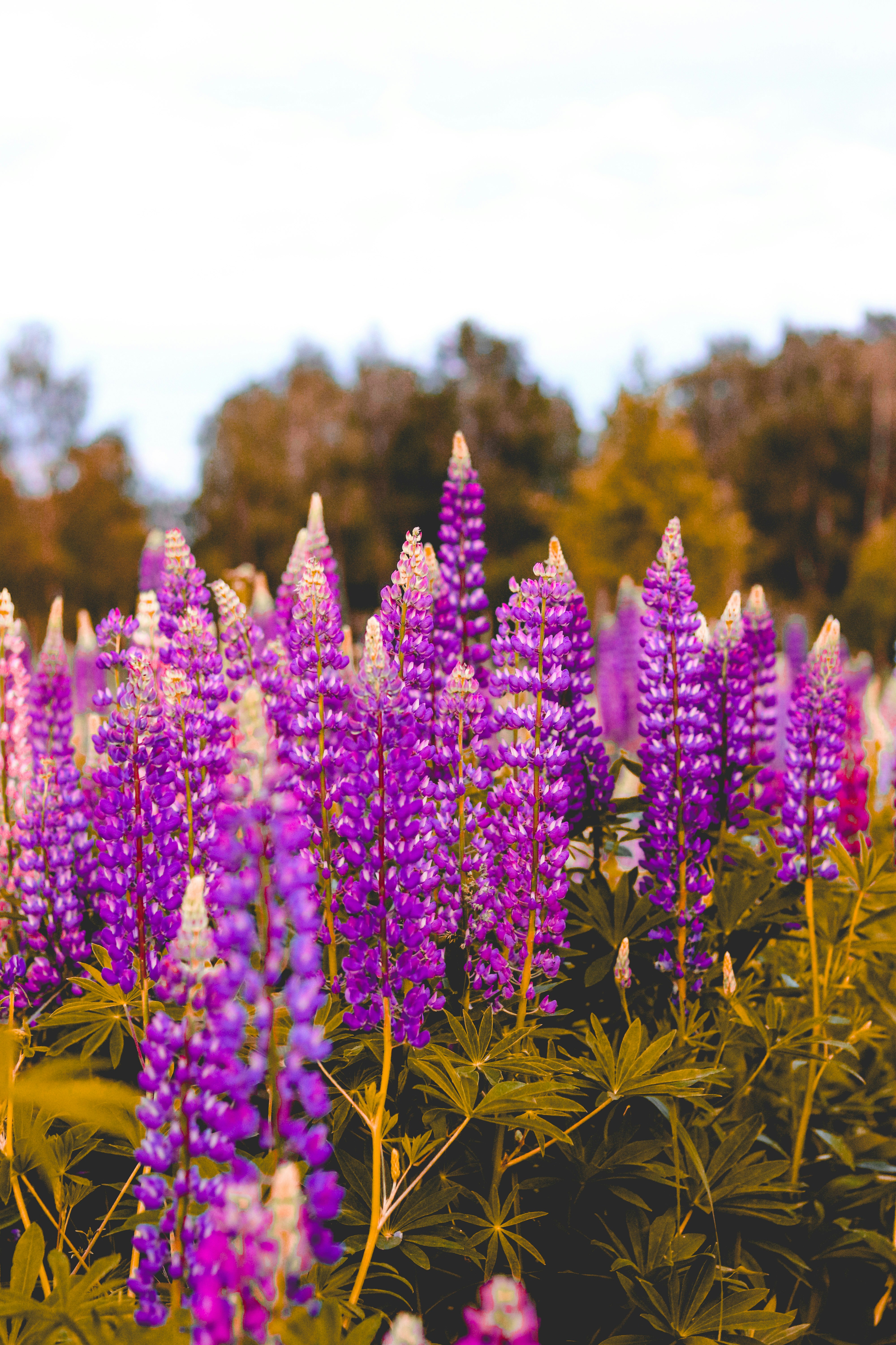 Photo by spiridonovaph