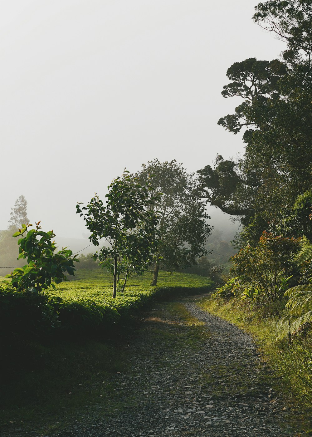 Campo de hierba verde con árboles y niebla