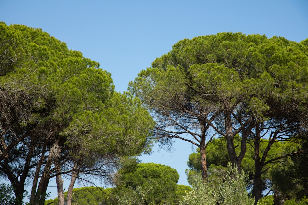 green trees under blue sky during daytime