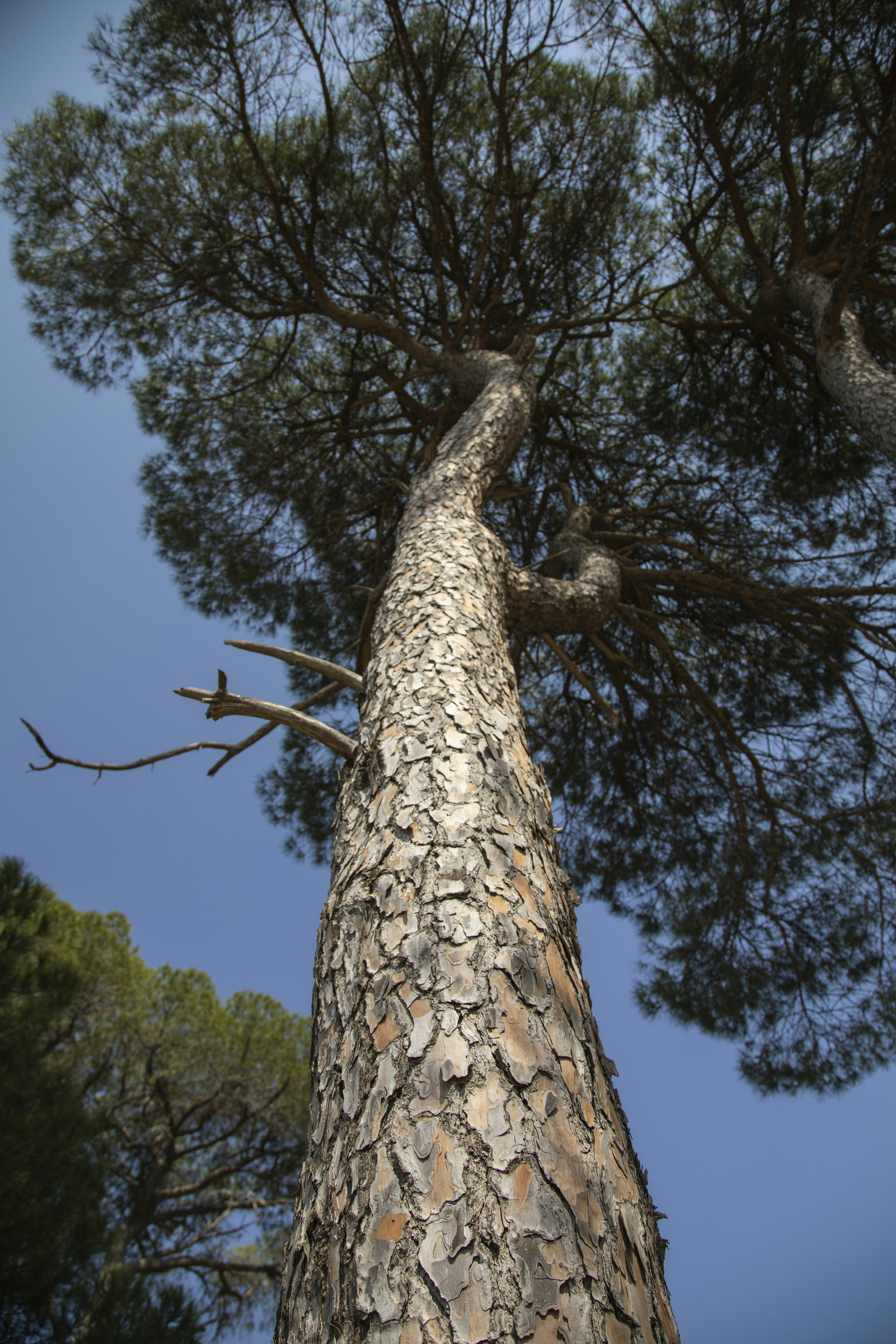 pine tree