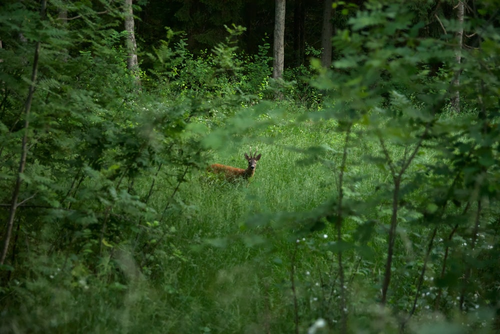 Brauner Fuchs liegt tagsüber auf grünem Rasen