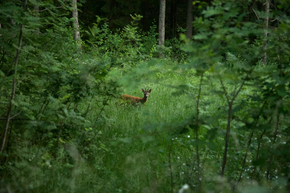 brown fox lying on green grass field during daytime