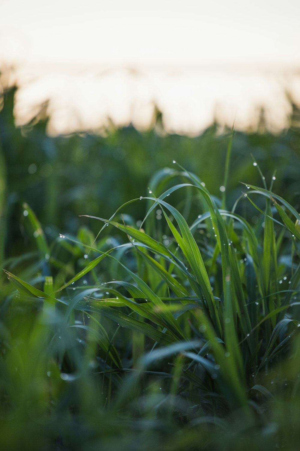 green grass field during daytime