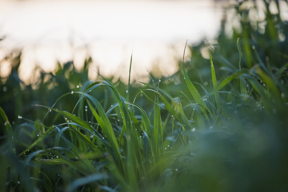 green grass field during daytime