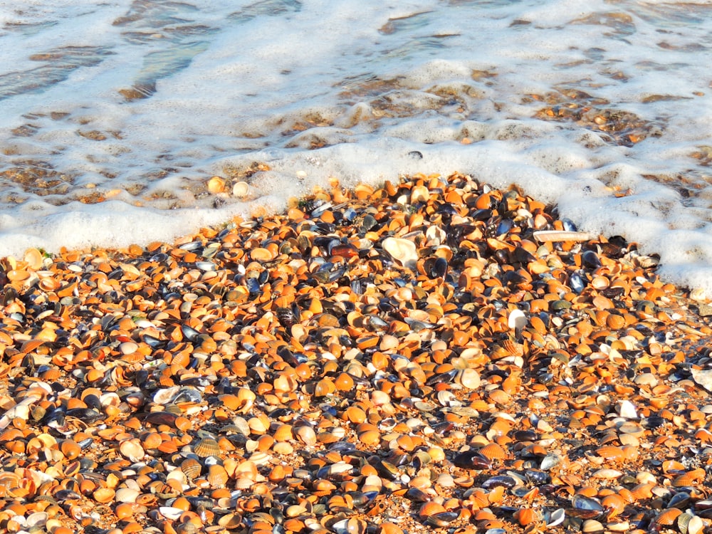 brown and white stones on seashore during daytime