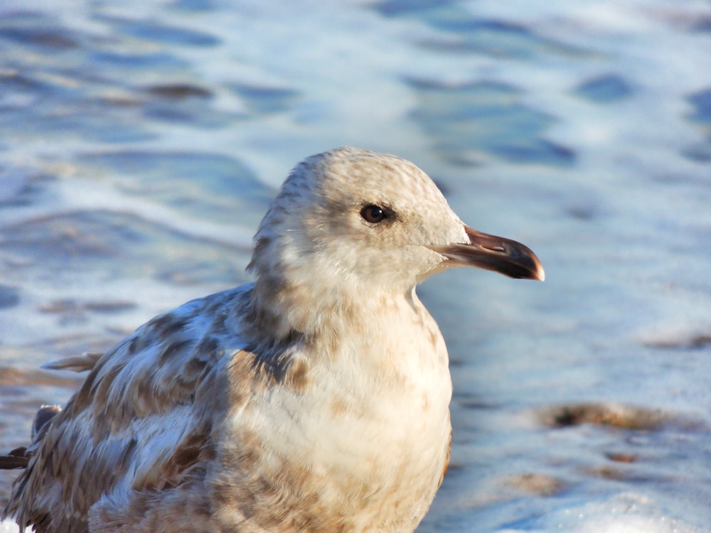 white and gray bird on water