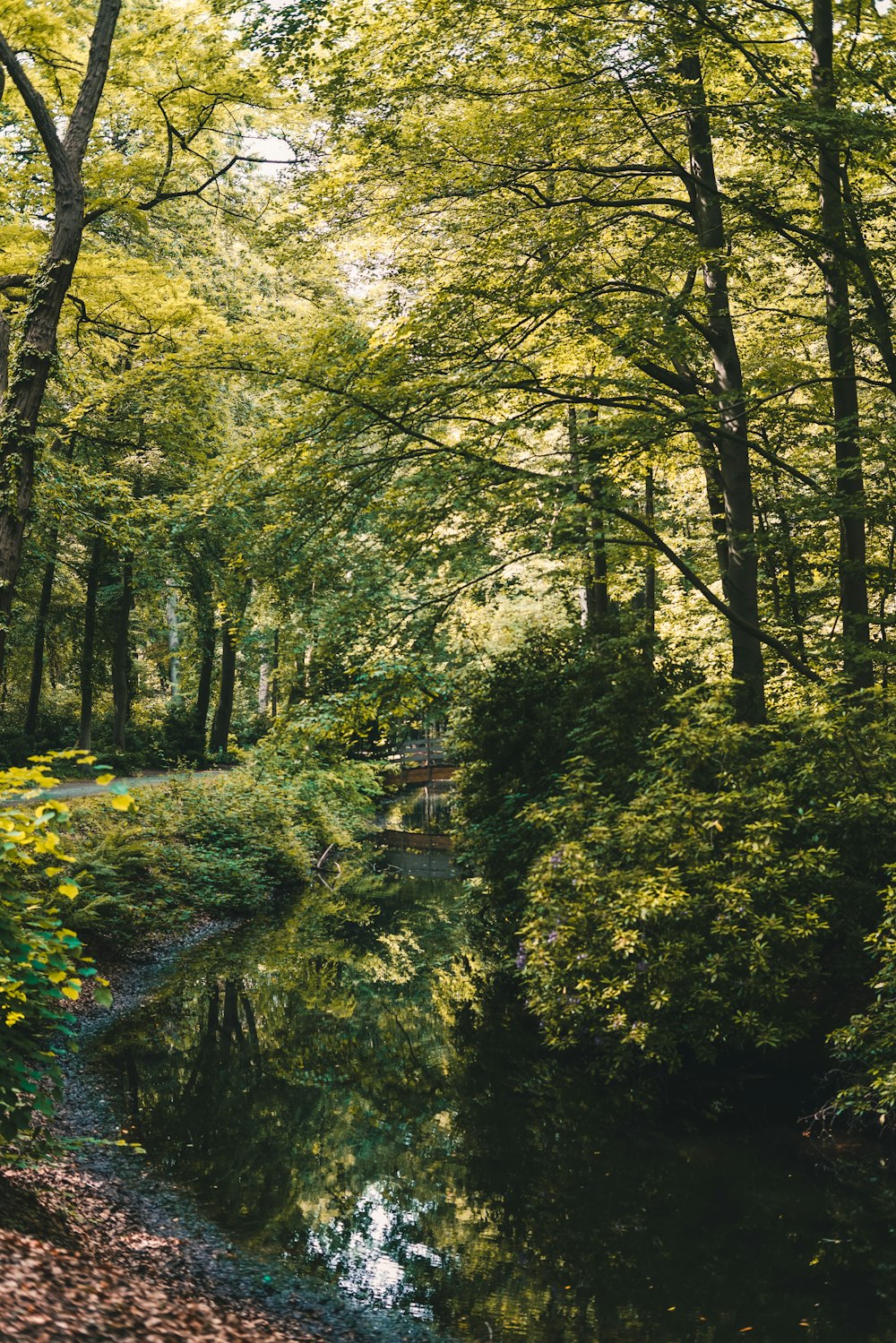 green trees and plants during daytime