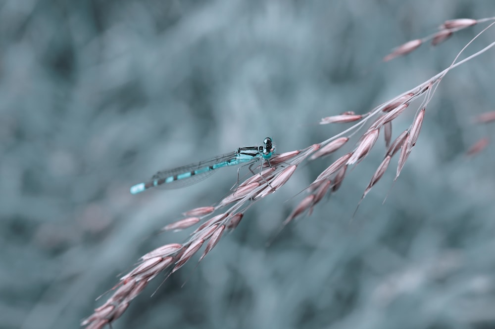 blue and black dragonfly perched on red and white plant