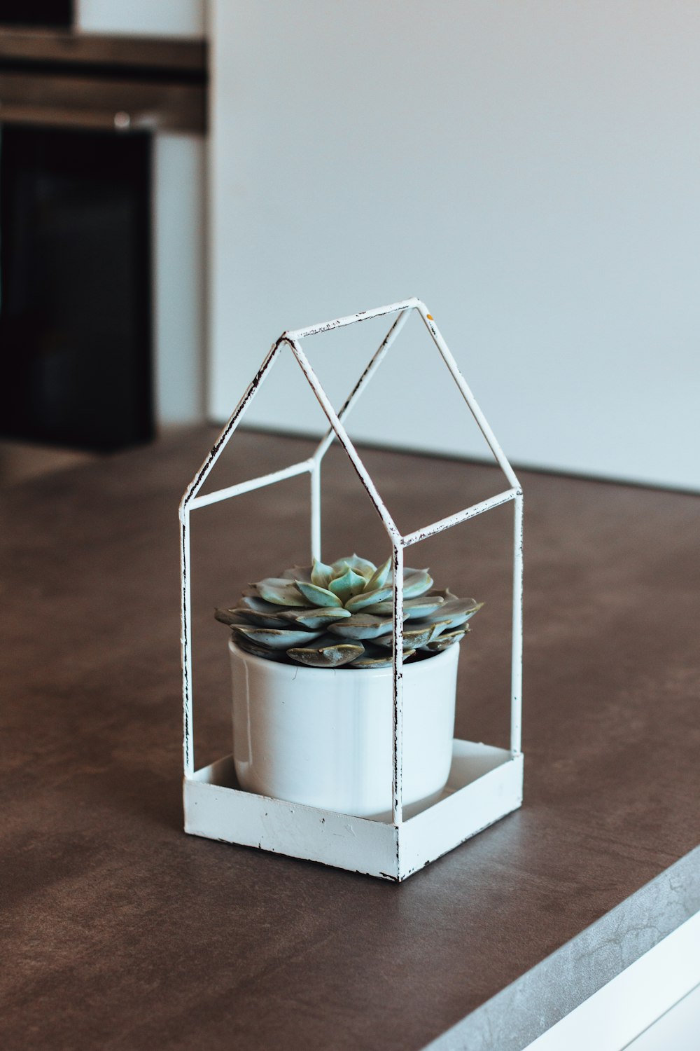 green succulent plant in white pot