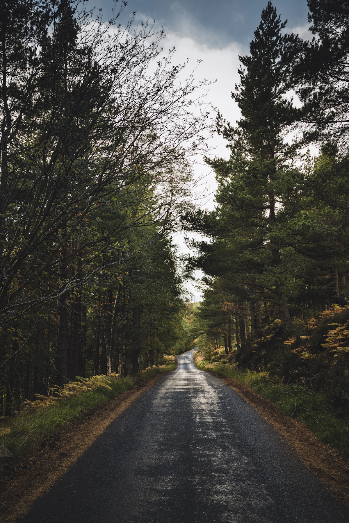 Scottish Highland road through forest at dawn