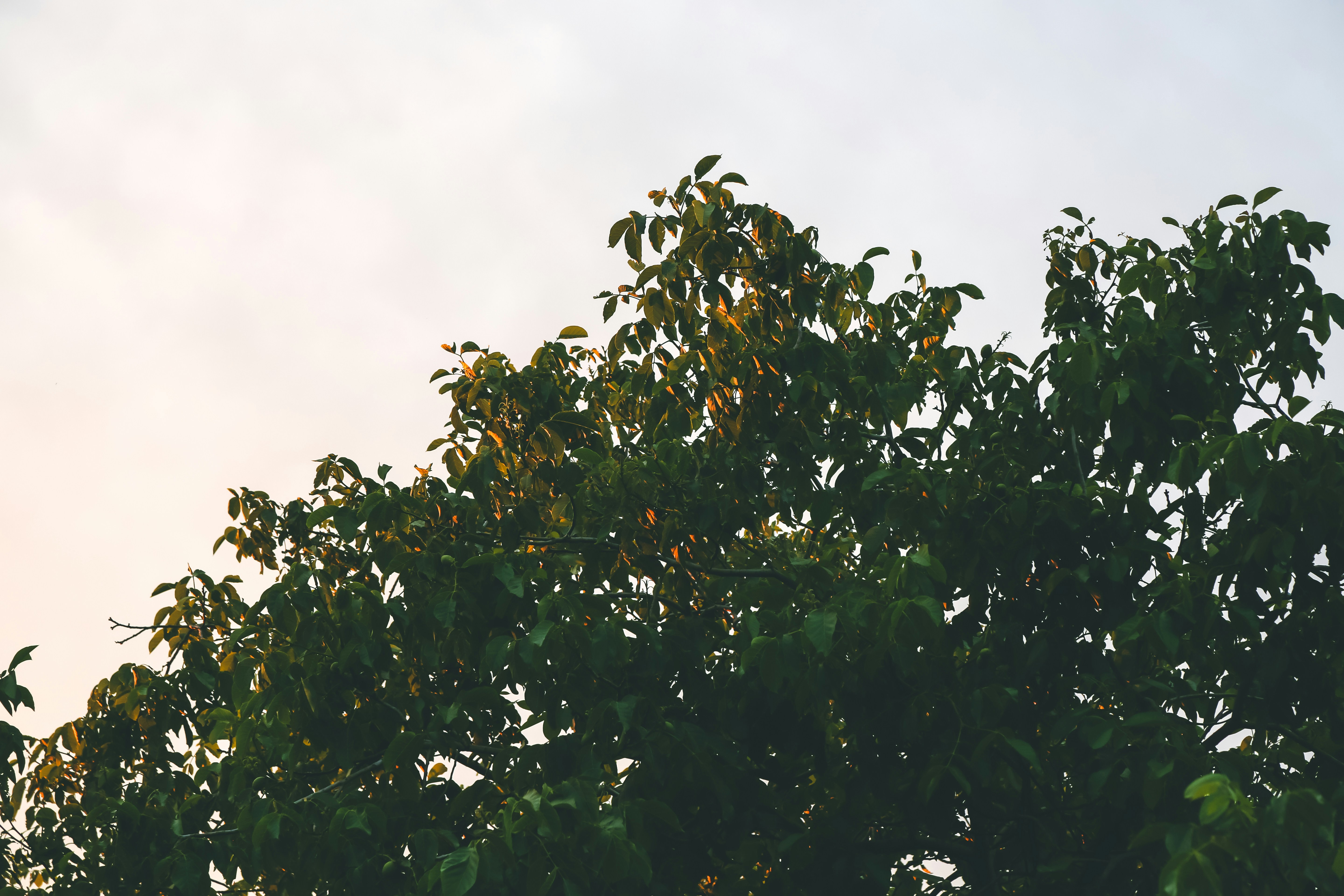 Photo by valentinbalan