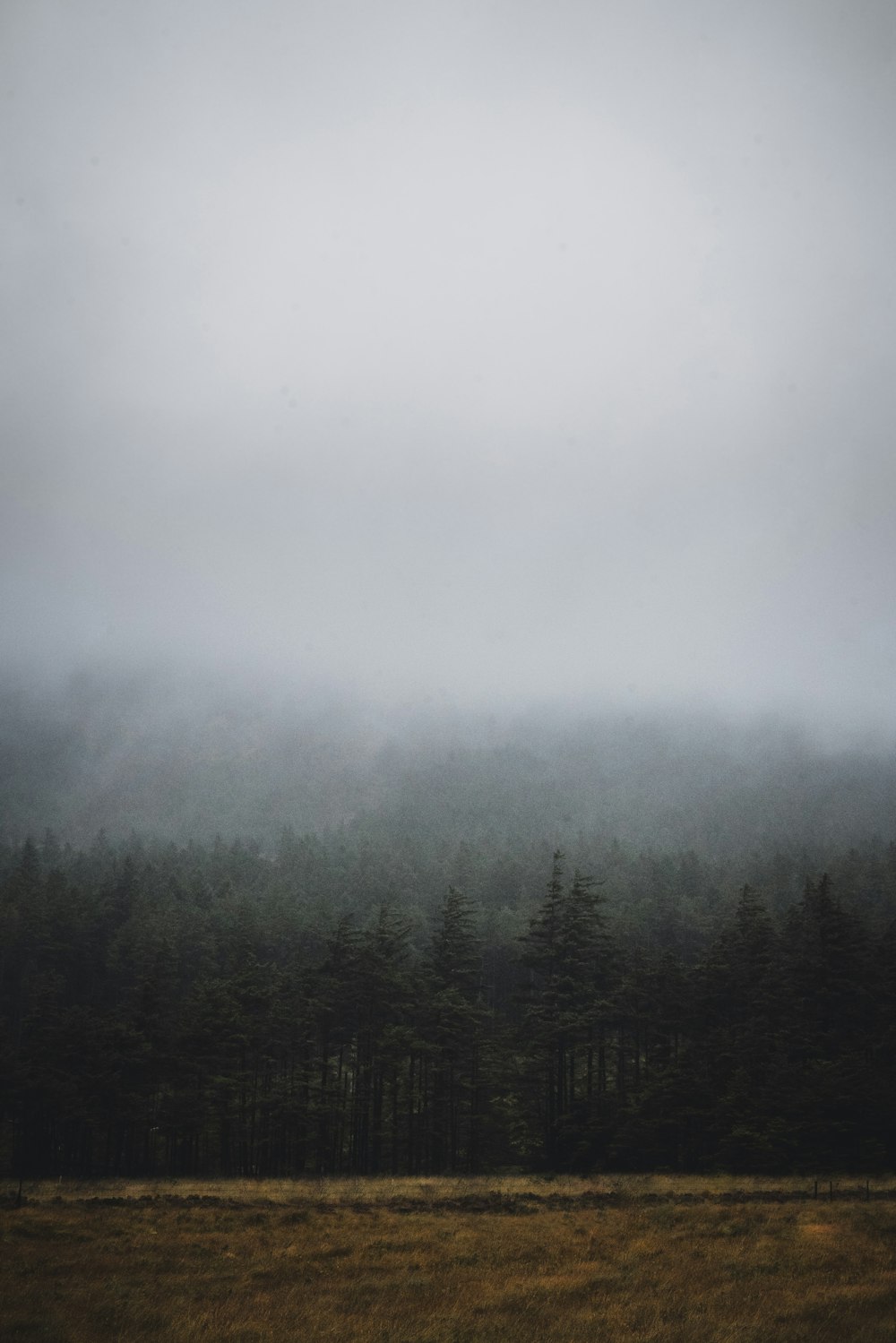 green trees covered with fog