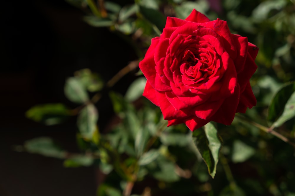 red rose in bloom during daytime