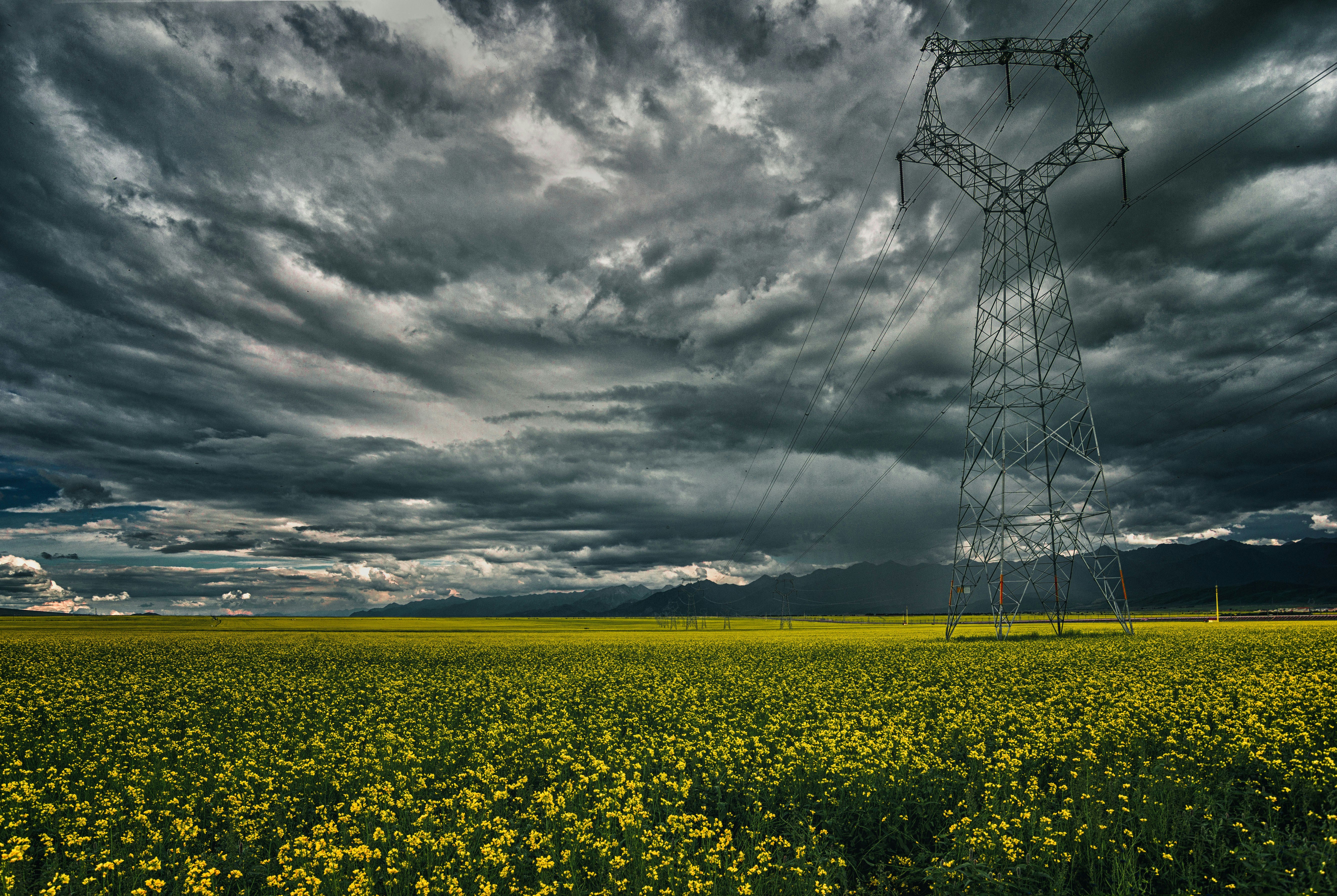 yellow flower field under gray clouds