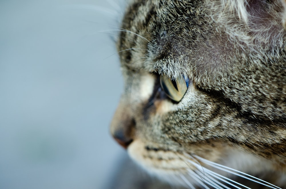 brown tabby cat in close up photography