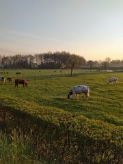Cows grazing calmly near a wooden fence under warm sunlight.