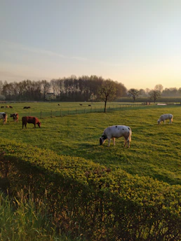 Livestock grazing peacefully on lush green pasture at sunrise.