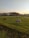 Farmer feeding a large group of healthy cows in a green pasture during sunrise.