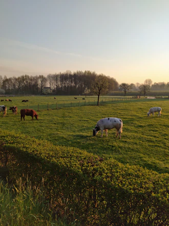 A peaceful pasture where cows graze under a warm sunset, symbolizing safety and care.