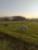 A close-up of healthy cattle grazing peacefully on a green pasture at sunset.