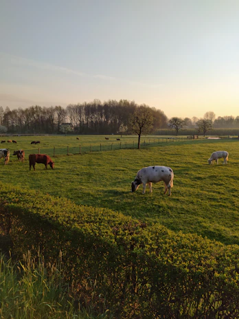 A peaceful pasture at sunrise with healthy cattle grazing under a clear sky.