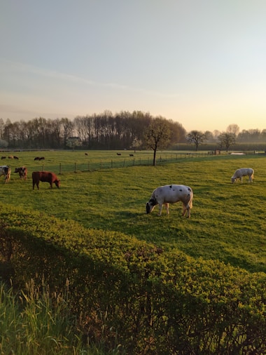 Cows grazing calmly near a wooden fence under warm sunlight.