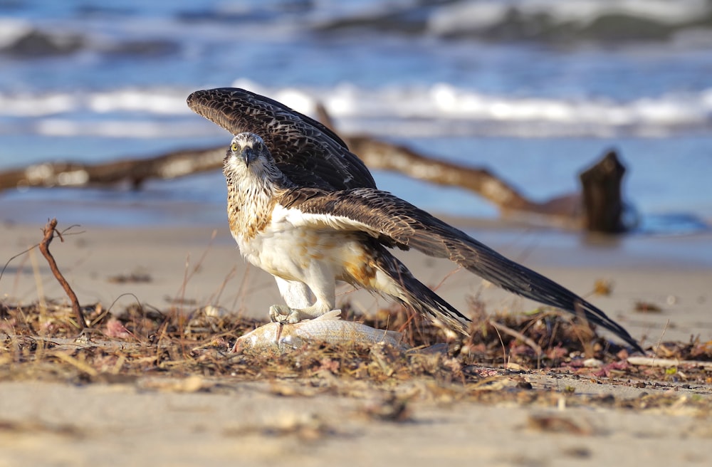 black and white bird on brown sand near body of water during daytime