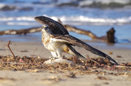 black and white bird on brown sand near body of water during daytime in Western Australia Australia