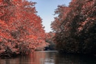 A body of water surrounded by trees with red leaves