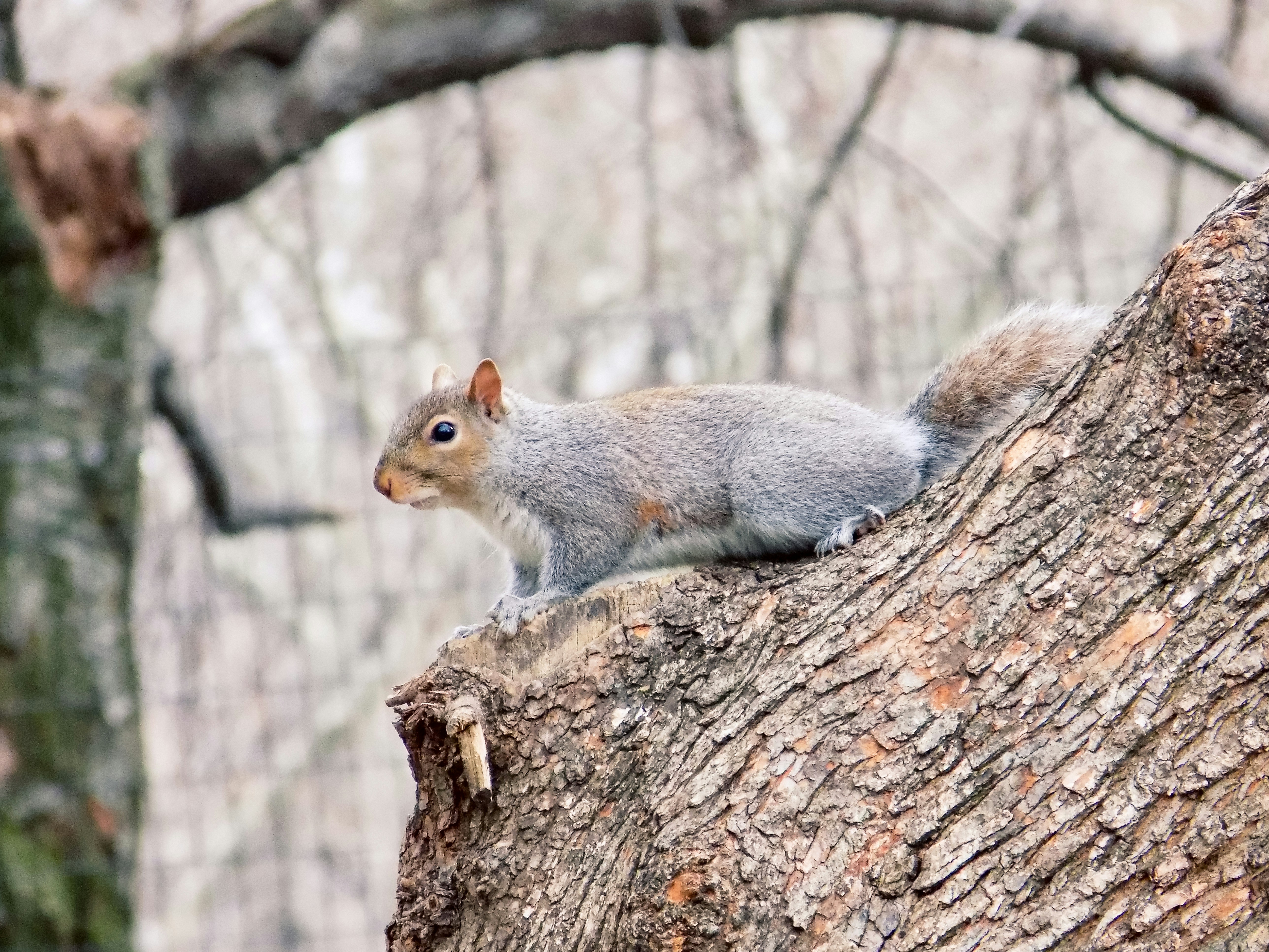 A squirrel in Central Park, NY.