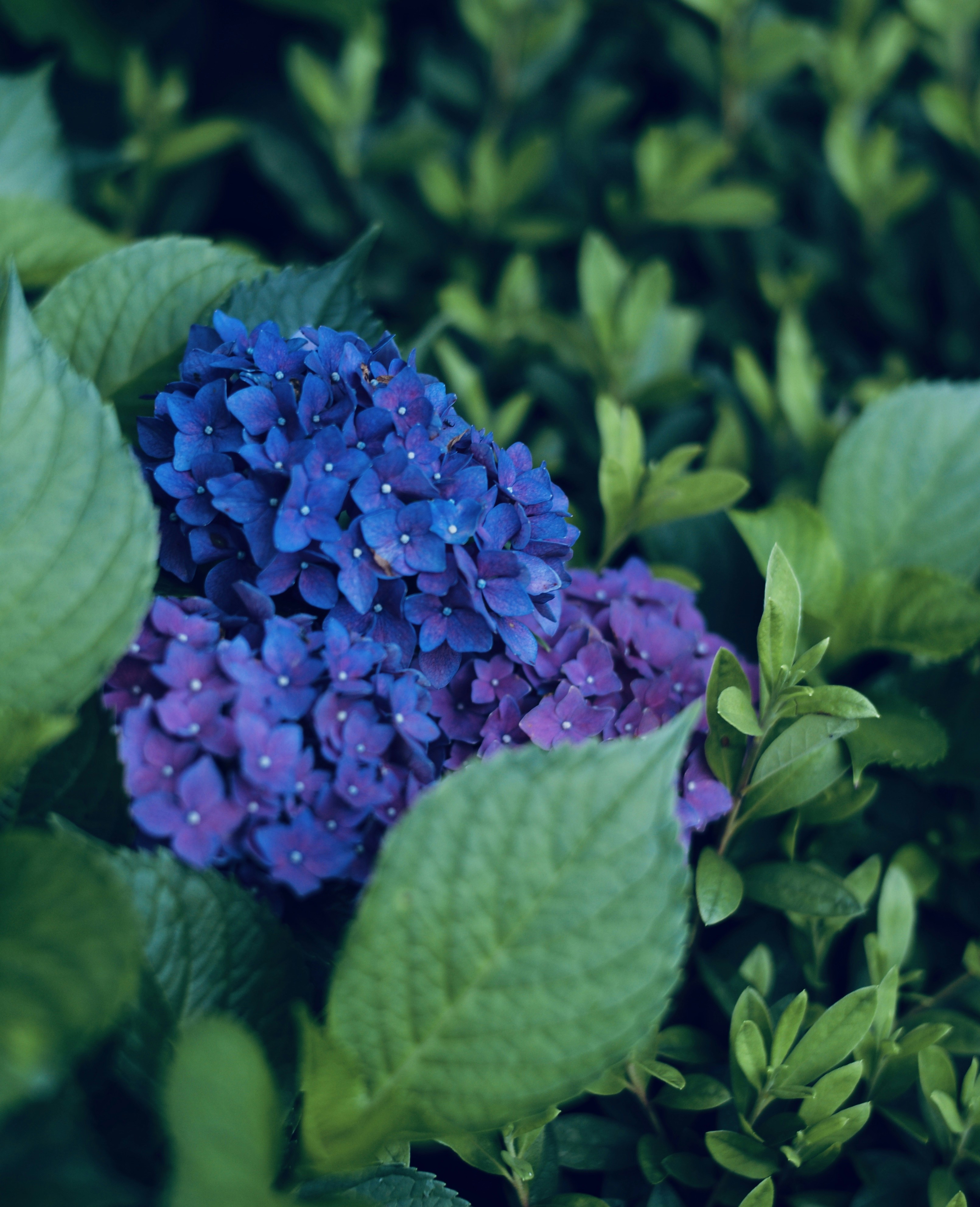 緑の葉に紫色の花の写真 Unsplashで見つける青いの無料写真