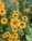 yellow flowers with green leaves