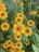 yellow flowers with green leaves
