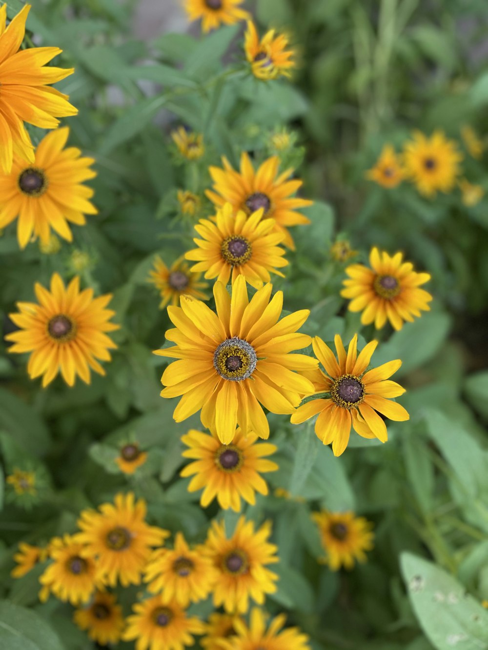 yellow flowers with green leaves