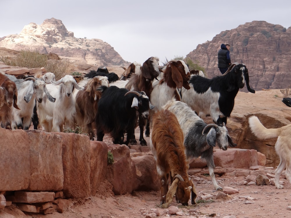 group of goats on brown rock during daytime