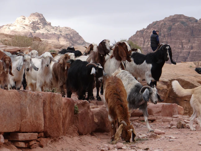 10-Day Lebanon & Jordan Family Nature Itinerary