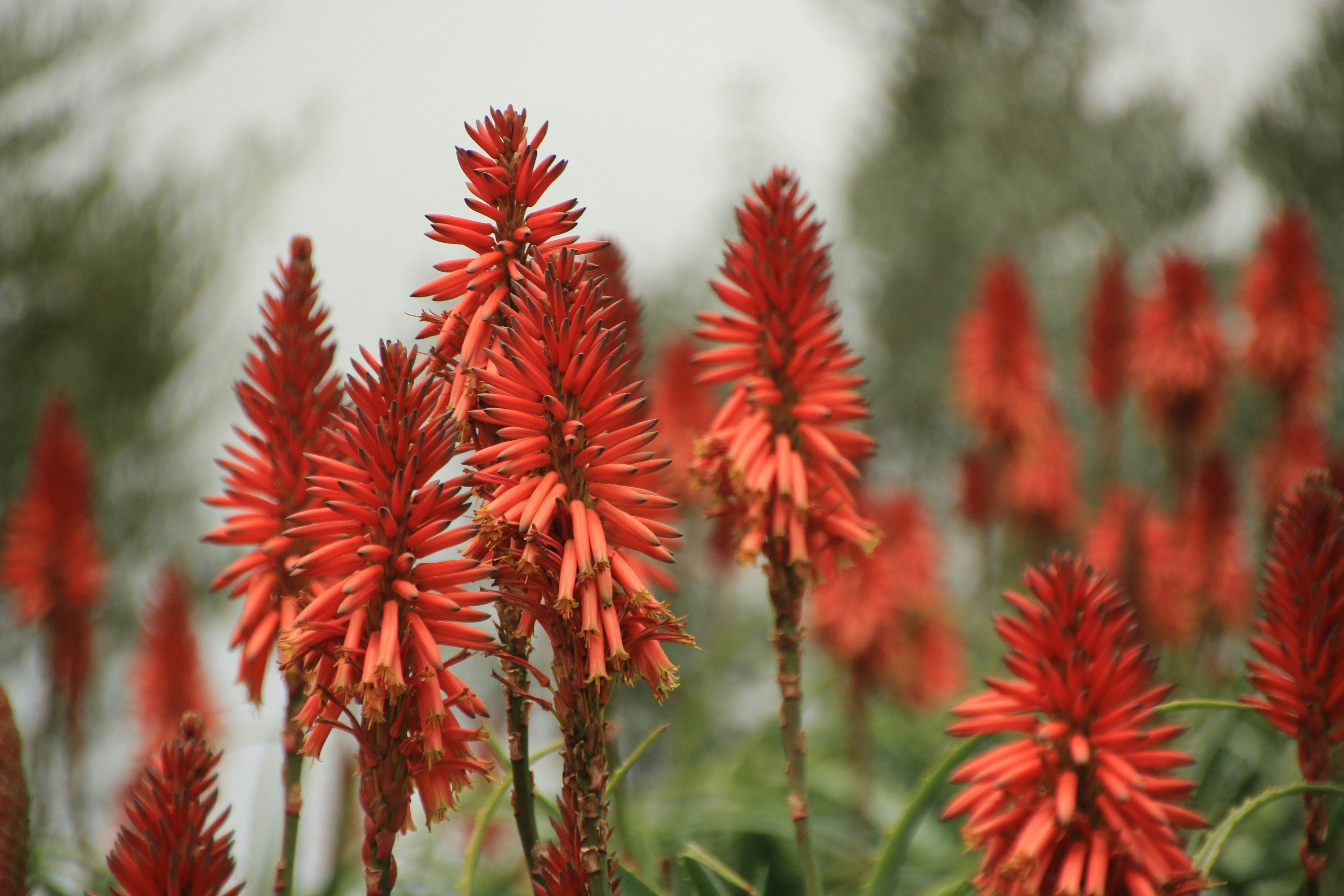 Photo by gerhard_wannenmacher