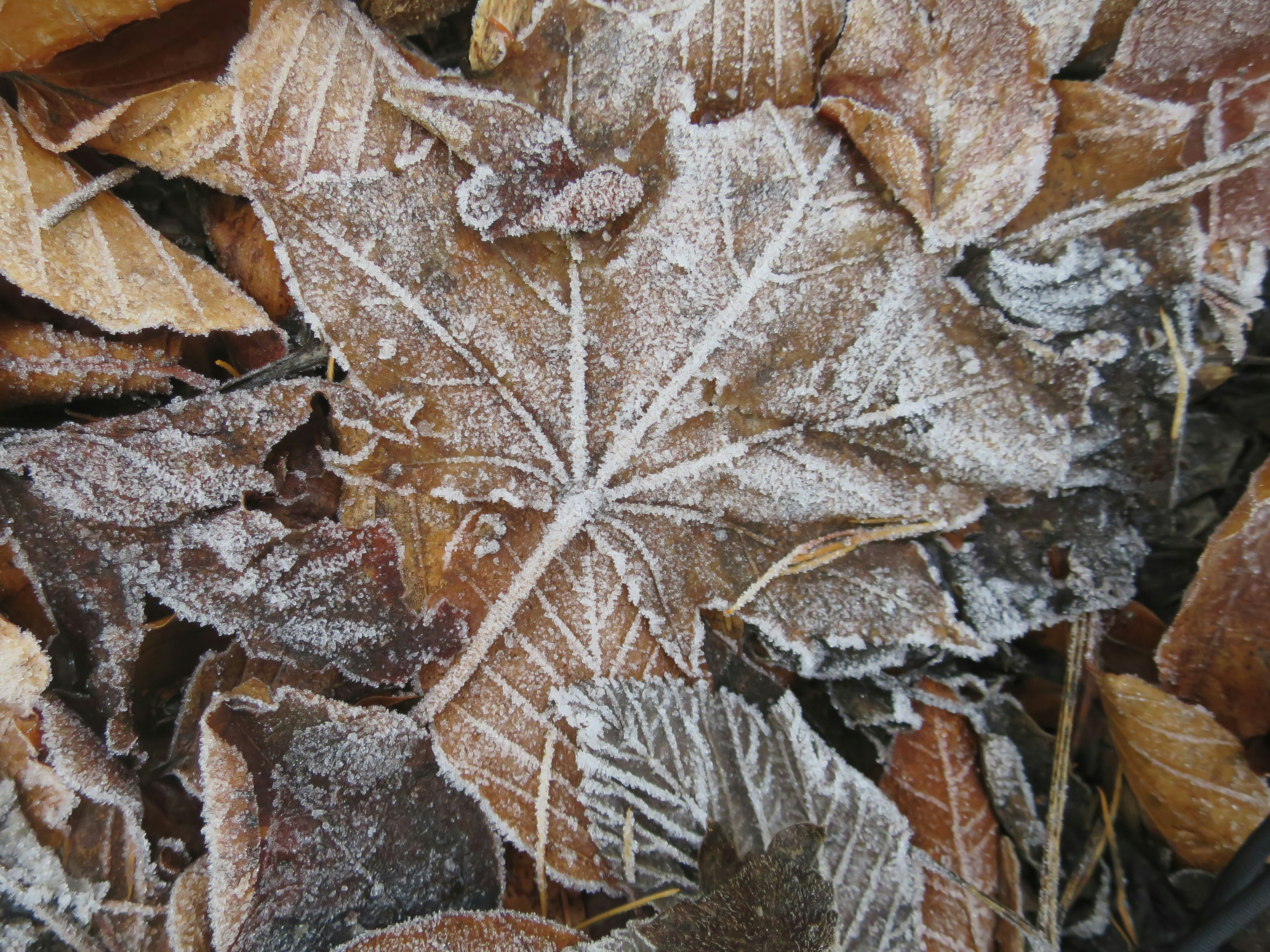 The Essential Autumn Home Bucket List for Indianapolis Homeowners