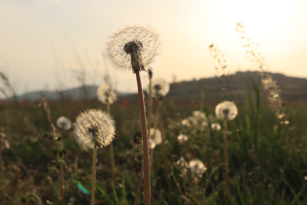 white dandelion in close up photography