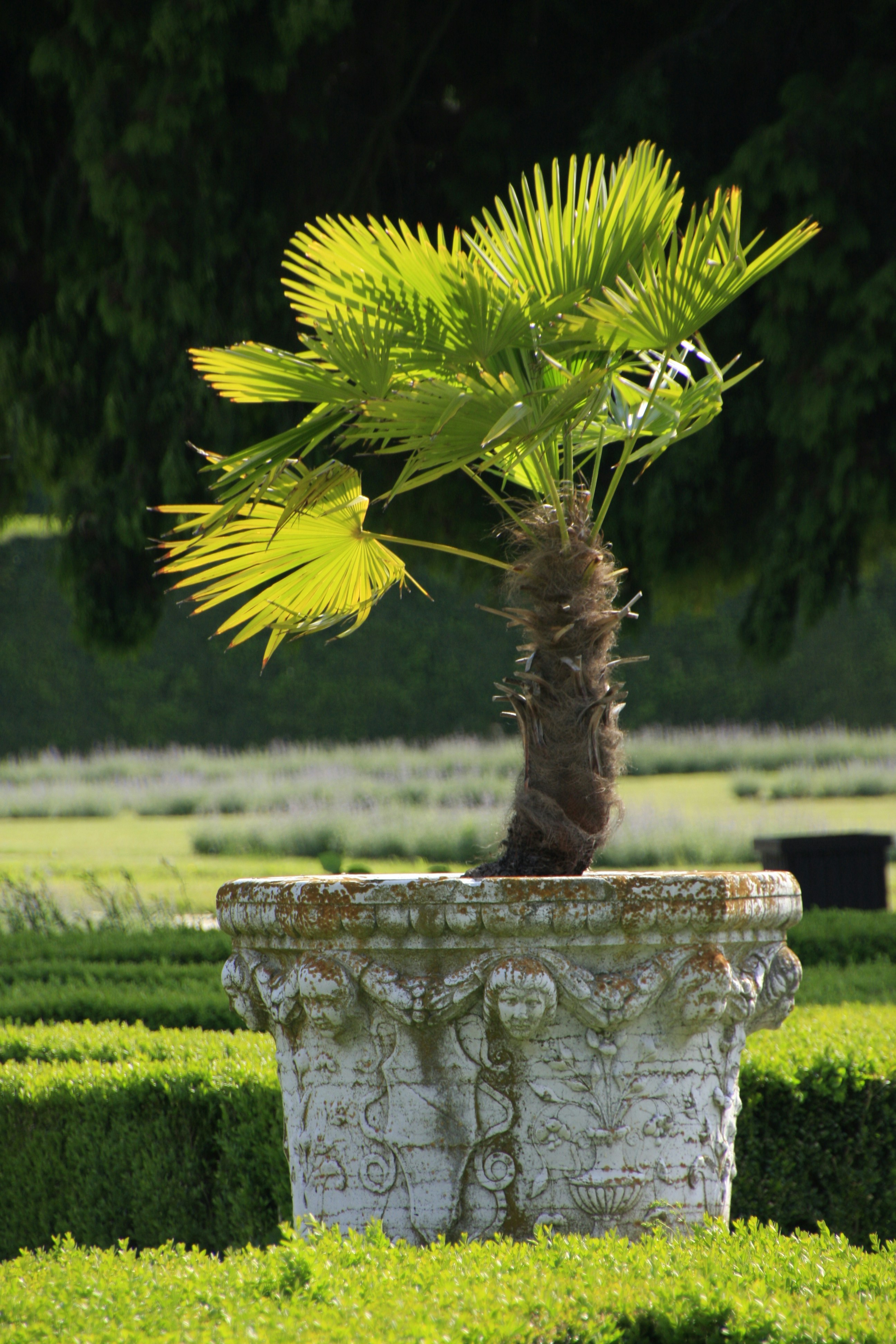 The Elegant Foxtail Palm: A Touch of Luxury for Your Landscape