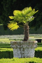 Decorative stone borders framing a colorful garden with palm trees in the background.