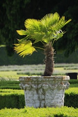 A small palm tree grows in a decorative stone planter with intricate carvings, set amidst neatly trimmed green hedges in a garden. The background features a softly blurred out lawn and trees, emphasizing the lush and orderly landscaping.