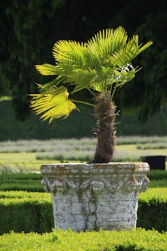 A small palm tree grows in a decorative stone planter with intricate carvings, set amidst neatly trimmed green hedges in a garden. The background features a softly blurred out lawn and trees, emphasizing the lush and orderly landscaping.