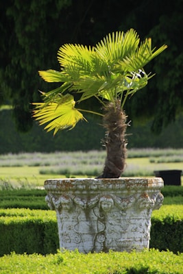 A small palm tree grows in a decorative stone planter with intricate carvings, set amidst neatly trimmed green hedges in a garden. The background features a softly blurred out lawn and trees, emphasizing the lush and orderly landscaping.